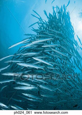 School of sawtooth barracuda (Sphyraena putnamiae) View Large Photo Image Stock Image - School of sawtooth barracuda (Sphyraena putnamiae). Fotosearch