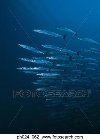 School of sawtooth barracuda (Sphyraena putnamiae) View Large Photo Image Stock Image - School of sawtooth barracuda (Sphyraena putnamiae). Fotosearch