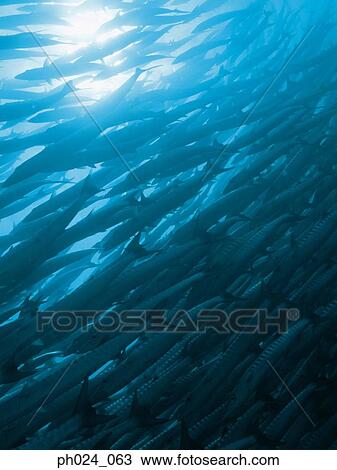 School of sawtooth barracuda (Sphyraena putnamiae) View Large Photo Image Stock Image - School of sawtooth barracuda (Sphyraena putnamiae). Fotosearch