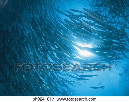 Stock Photo - School of sawtooth barracuda (Sphyraena putnamiae). Fotosearch