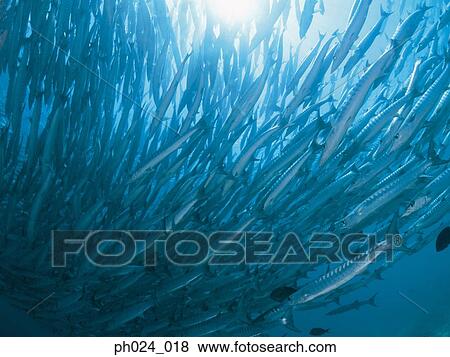 School of sawtooth barracuda (Sphyraena putnamiae) View Large Photo Image Stock Photo - School of sawtooth barracuda (Sphyraena putnamiae). Fotosearch