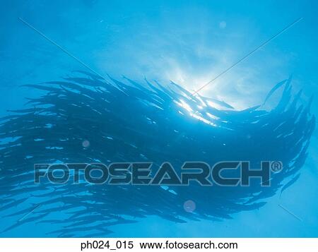 School of sawtooth barracuda (Sphyraena putnamiae) View Large Photo Image Stock Photography - School of sawtooth barracuda (Sphyraena putnamiae). Fotosearch