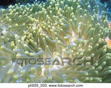 Anemone, close up View Large Photo Image Stock Image - Anemone, close up. Fotosearch