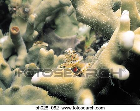 Stock Image - Close-up of a Spiral Gilled Tubeworm. Fotosearch
