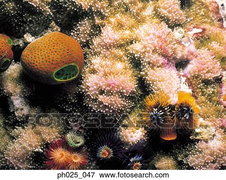 Close-up of a Spiral Gilled Tubeworm View Large Photo Image Stock Photo - Close-up of a Spiral Gilled Tubeworm. Fotosearch