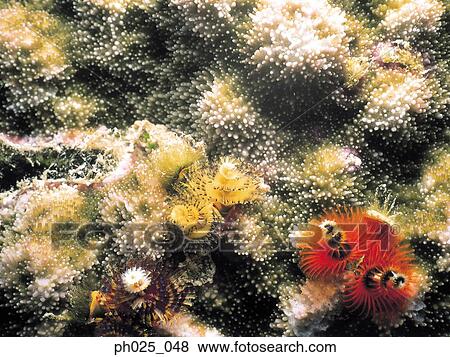 Close-up of a Spiral Gilled Tubeworm View Large Photo Image Stock Photo - Close-up of a Spiral Gilled Tubeworm. Fotosearch