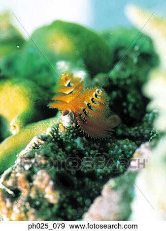 Close-up of a Spiral Gilled Tubeworm View Large Photo Image Stock Photo - Close-up of a Spiral Gilled Tubeworm. Fotosearch