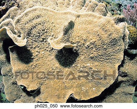 Coral, close up View Large Photo Image Stock Image - Coral, close up. Fotosearch