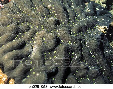 Stock Image - Coral, close up. Fotosearch