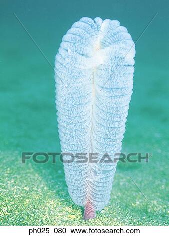 Coral, close up View Large Photo Image Stock Image - Coral, close up. Fotosearch