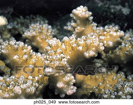 Coral, close up View Large Photo Image Stock Photo - Coral, close up. Fotosearch