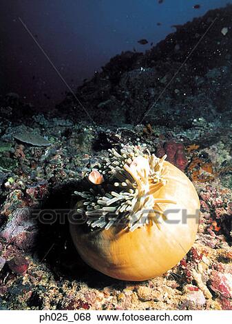 Stock Photo - Coral, close up. Fotosearch