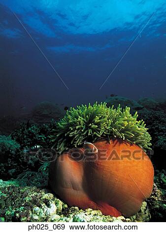 Coral, close up View Large Photo Image Stock Photo - Coral, close up. Fotosearch