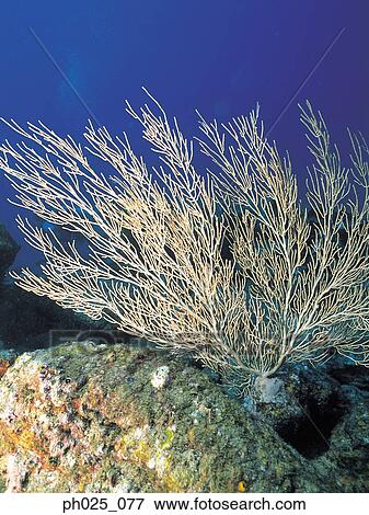 Stock Photo - Coral, close up. Fotosearch