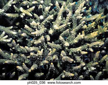 Stock Photograph - Coral, close up. Fotosearch