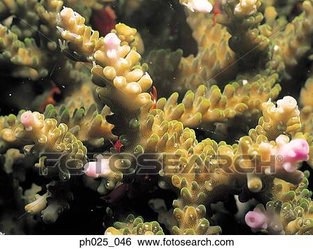 Stock Photograph - Coral, close up. Fotosearch