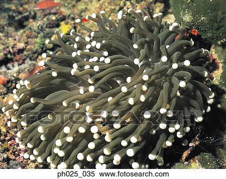 Stock Photography - Coral, close up. Fotosearch