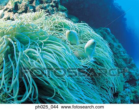Coral Polyps View Large Photo Image Picture - Coral Polyps. Fotosearch