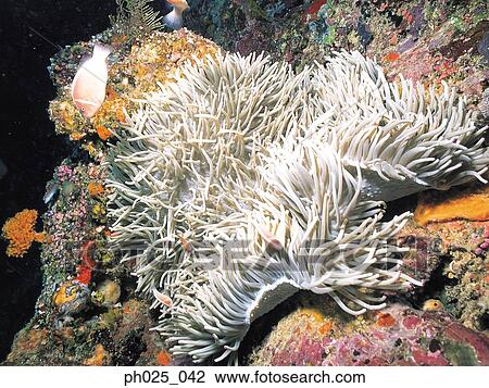 Coral Polyps View Large Photo Image Stock Image - Coral Polyps. Fotosearch