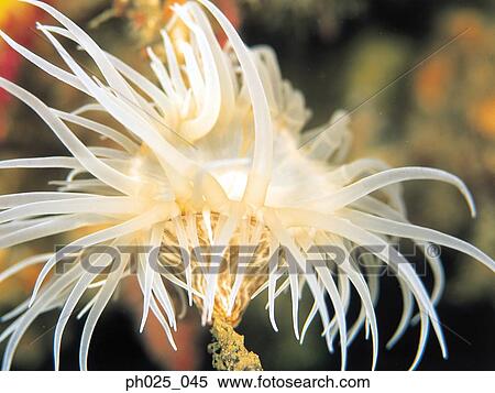Coral Polyps View Large Photo Image Stock Photography - Coral Polyps. Fotosearch