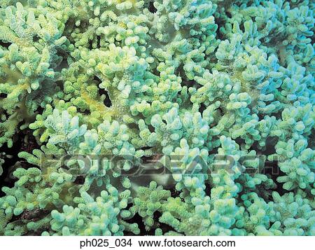 Coral reef, close up View Large Photo Image Picture - Coral reef, close up. Fotosearch