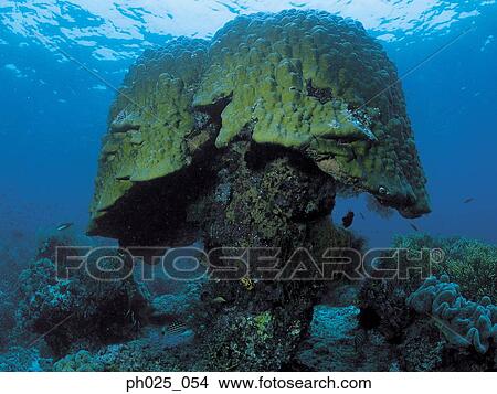 Picture - Coral reef, close up. Fotosearch