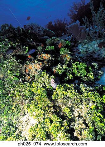 Picture - Coral reef. Fotosearch