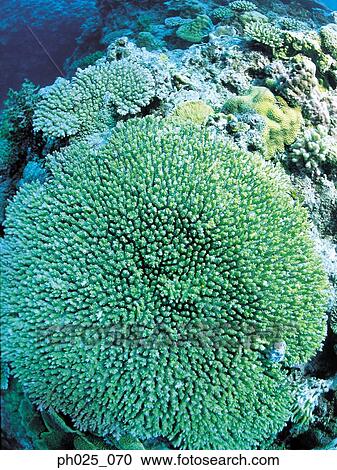 Stock Image - Coral reef. Fotosearch