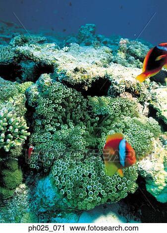Coral reef View Large Photo Image Stock Image - Coral reef. Fotosearch