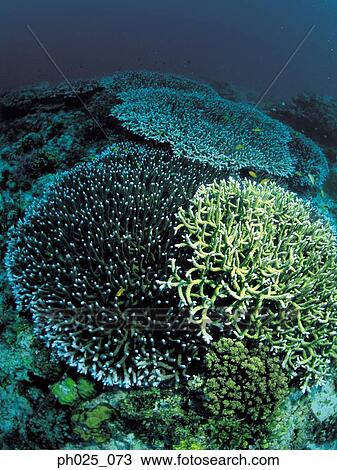 Coral reef View Large Photo Image Stock Image - Coral reef. Fotosearch