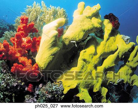 Stock Photo - Coral reef. Fotosearch