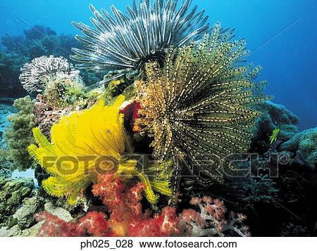 Stock Photo - Coral reef. Fotosearch