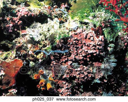 Coral reef View Large Photo Image Stock Photo - Coral reef. Fotosearch