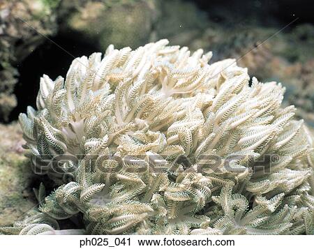 Crinoid, close up View Large Photo Image Stock Image - Crinoid, close up. Fotosearch