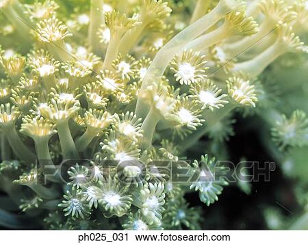 Stock Image - Goniopora Coral . Fotosearch