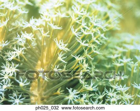 Goniopora Coral View Large Photo Image Stock Image - Goniopora Coral . Fotosearch