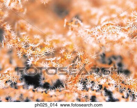 Picture - Gorgonian coral . Fotosearch