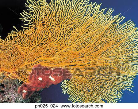 Gorgonian coral View Large Photo Image Picture - Gorgonian coral . Fotosearch