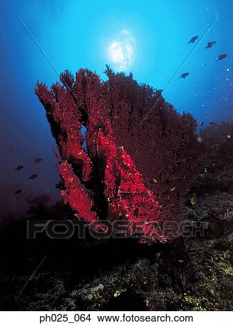 Gorgonian coral View Large Photo Image Picture - Gorgonian coral . Fotosearch