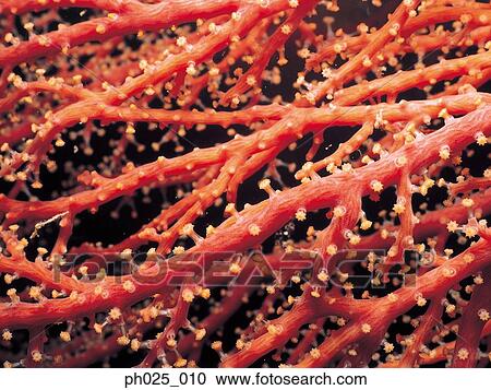 Stock Image - Gorgonian coral . Fotosearch