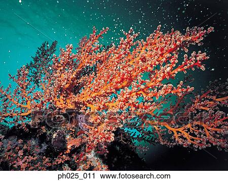 Gorgonian coral View Large Photo Image Stock Image - Gorgonian coral . Fotosearch