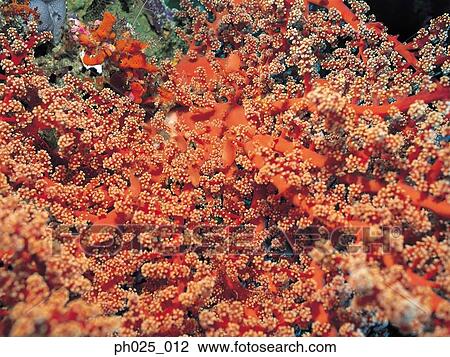 Gorgonian coral View Large Photo Image Stock Image - Gorgonian coral . Fotosearch