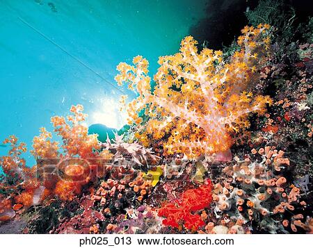 Gorgonian coral View Large Photo Image Stock Image - Gorgonian coral . Fotosearch