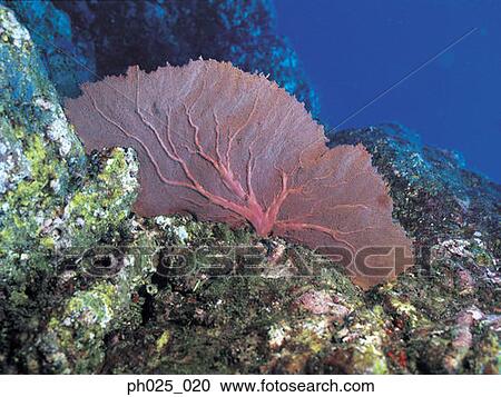 Gorgonian coral View Large Photo Image Stock Image - Gorgonian coral . Fotosearch