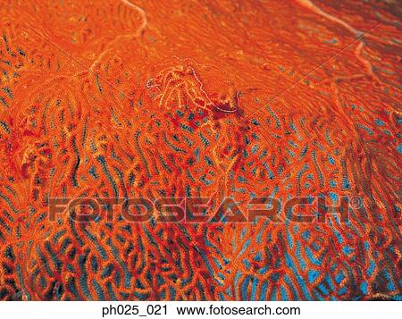 Gorgonian coral View Large Photo Image Stock Image - Gorgonian coral . Fotosearch