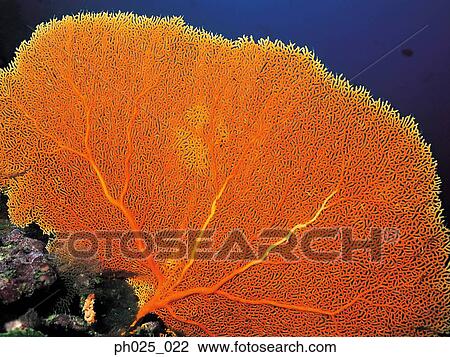 Gorgonian coral View Large Photo Image Stock Image - Gorgonian coral . Fotosearch