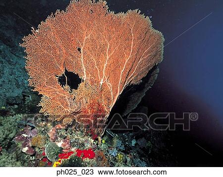 Gorgonian coral View Large Photo Image Stock Image - Gorgonian coral . Fotosearch