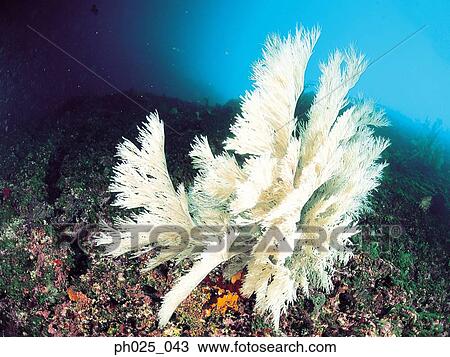 Gorgonian Coral View Large Photo Image Stock Image - Gorgonian Coral. Fotosearch