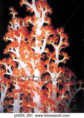 Gorgonian coral View Large Photo Image Stock Image - Gorgonian coral . Fotosearch