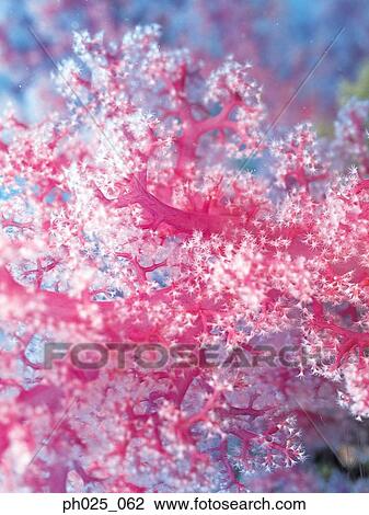 Stock Image - Gorgonian coral . Fotosearch